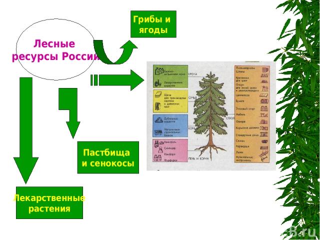 п и Лесные ресурсы России Пастбища и сенокосы Лекарственные растения Грибы и ягоды