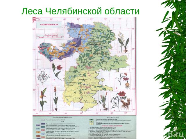 Леса Челябинской области