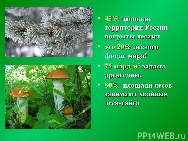 45% площади территории России покрыты лесами это 20% лесного фонда мира! 75 млрд м3-запасы древесины. 80% площади лесов занимают хвойные леса-тайга.