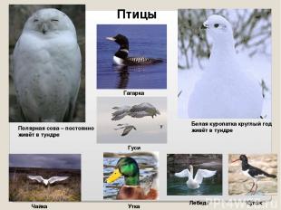 Птицы Полярная сова – постоянно живёт в тундре Белая куропатка круглый год живёт