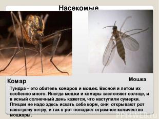 Насекомые Комар Мошка Тундра – это обитель комаров и мошек. Весной и летом их ос