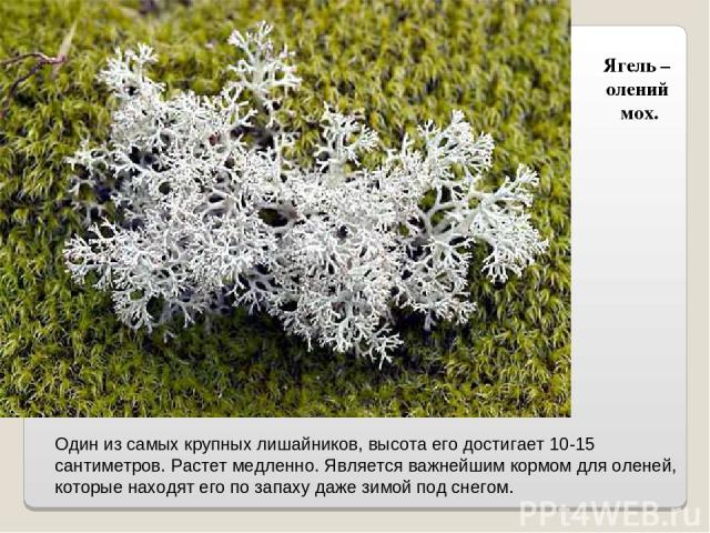 Ягель – олений мох. Один из самых крупных лишайников, высота его достигает 10-15 сантиметров. Растет медленно. Является важнейшим кормом для оленей, которые находят его по запаху даже зимой под снегом.