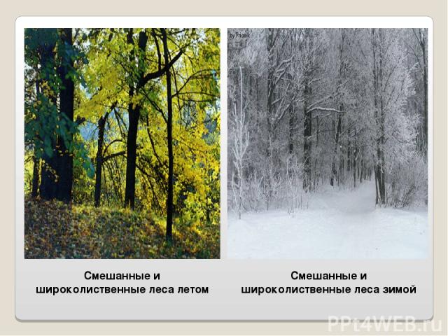 Смешанные и широколиственные леса летом Смешанные и широколиственные леса зимой
