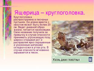 Ящерица – круглоголовка. Круглоголовка распространена в песчаных пустынях. Ее дл