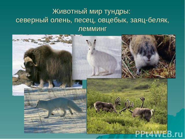 Животный мир тундры: северный олень, песец, овцебык, заяц-беляк, лемминг