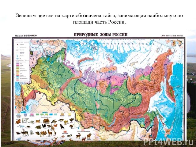Зеленым цветом на карте обозначена тайга, занимающая наибольшую по площади часть России.