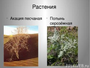 Растения Акация песчаная Полынь серозёмная