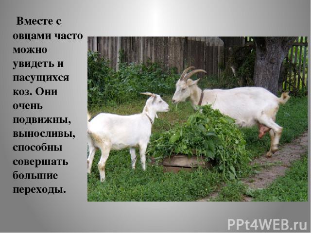Вместе с овцами часто можно увидеть и пасущихся коз. Они очень подвижны, выносливы, способны совершать большие переходы.