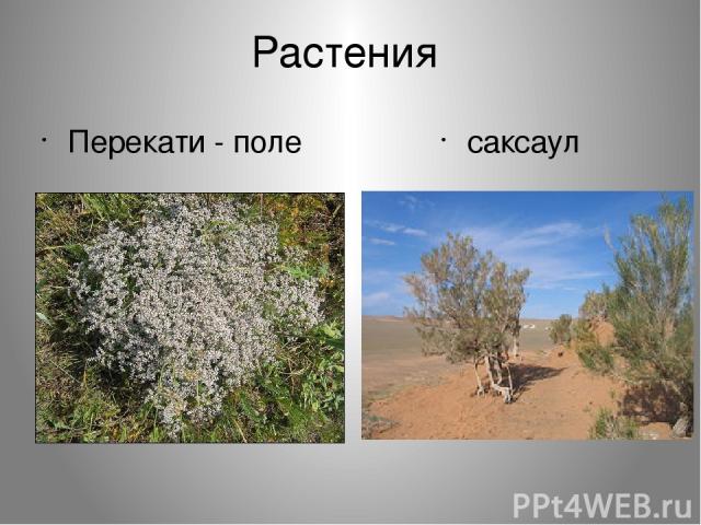 Растения Перекати - поле саксаул