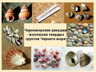 Черноморские ракушки - моллюски твердых грунтов Черного моря