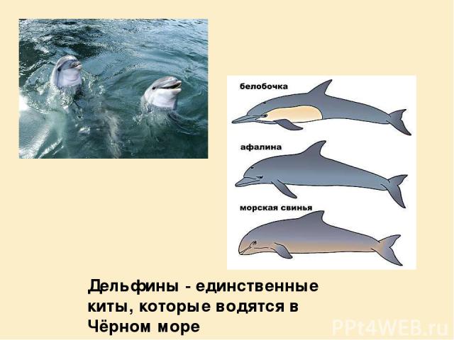 Дельфины - единственные киты, которые водятся в Чёрном море