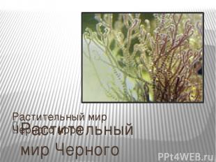 Растительный мир Черного моря Растительный мир Черного моря включает в себя 270