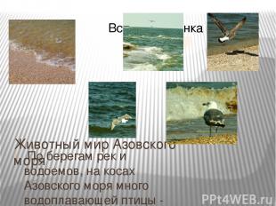 Животный мир Азовского моря  По берегам рек и водоемов, на косах Азовского моря