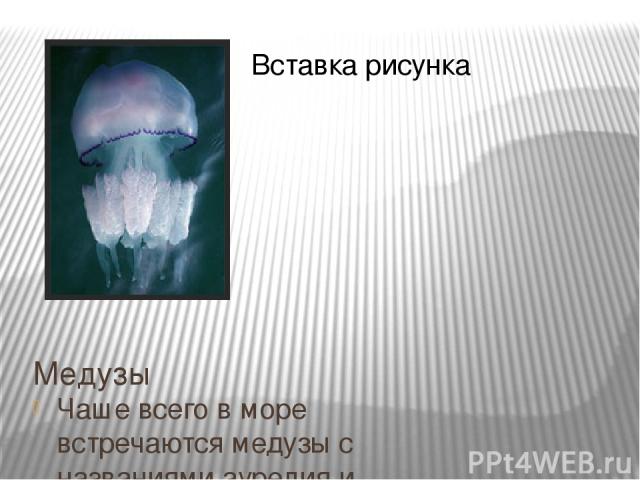 Медузы Чаше всего в море встречаются медузы с названиями аурелия и корнерот. Корнерот — самая крупная черноморская медуза, а аурелия самая маленькая. Если аурелия редко когда бывает больше чем 30 см в диаметре, то размер купола корнерота может дости…