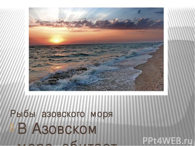 Виды Азовского Моря Фото