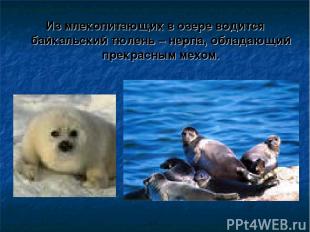 Из млекопитающих в озере водится байкальский тюлень – нерпа, обладающий прекрасн