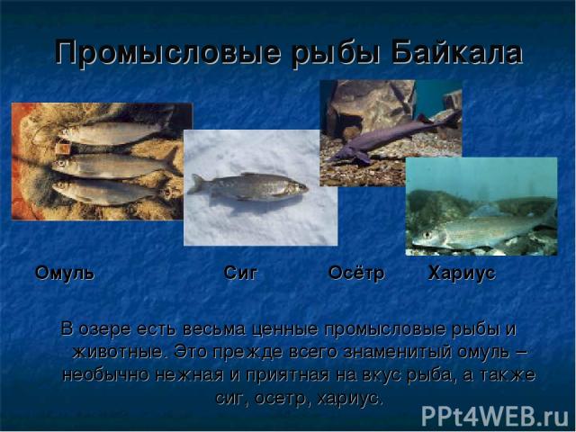 Промысловые рыбы Байкала Омуль Сиг Осётр Хариус В озере есть весьма ценные промысловые рыбы и животные. Это прежде всего знаменитый омуль – необычно нежная и приятная на вкус рыба, а также сиг, осетр, хариус.