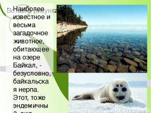 Байкальские олигохеты, 84,5 % из которых — эндемики, составляют до 70-90 % биома
