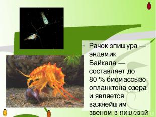 Наиболее интересна в Байкале живородящая рыба голомянка, тело которой содержит д