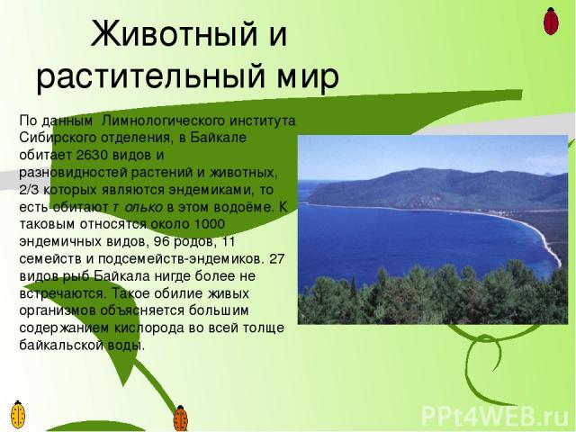Рачок эпишура — эндемик Байкала — составляет до 80 % биомассызоопланктона озера и является важнейшим звеном в пищевой цери водоёма. Он выполняет функцию фильтра: пропускает через себя воду, очищая её.