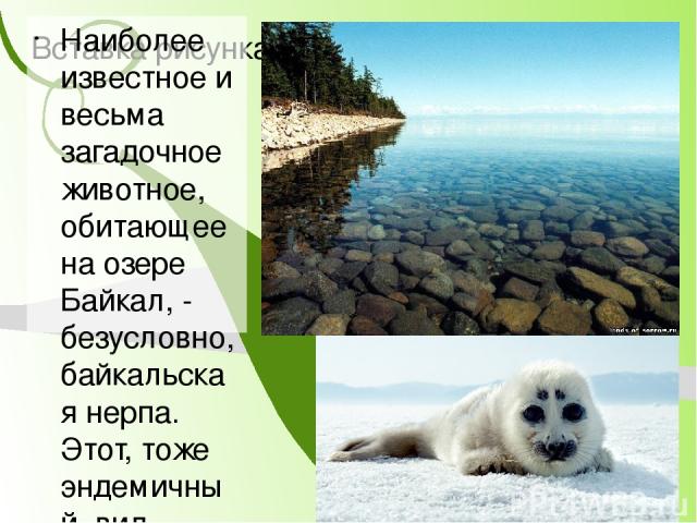 Байкальские олигохеты, 84,5 % из которых — эндемики, составляют до 70-90 % биомассы зообентоса и играют важную роль в процессах самоочищения озера и как кормовая база рыб-бентофагов и хищных беспозвоночных. Они участвуют в аэрации грунтов и минерали…