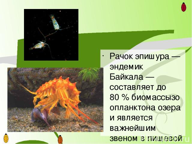 Наиболее интересна в Байкале живородящая рыба голомянка, тело которой содержит до 30 % жира. Она удивляет биологов ежедневными кормовымимиграциями из глубин на мелководье. Из рыб в Байкале водятся байкальский омуль, хариус, сиг, байкальский осётр, н…