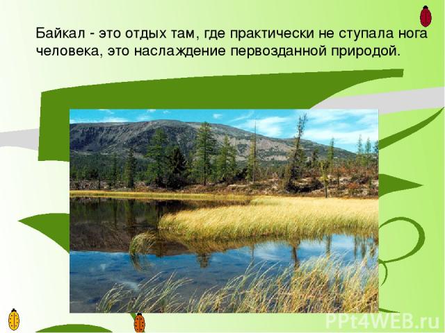 Байкал - это возможность понаблюдать за дикими животными в естественной среде их обитания.