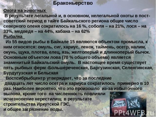 Браконьерство Охота на животных В результате легальной и, в основном, нелегальной охоты в пост-советский период в тайге Байкальского региона общее число северного оленя сократилось на 16 %, соболя – на 21%, лося – на 33%, медведя – на 44%, кабана – …