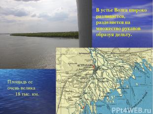 В устье Волга широко разливается, разделяется на множество рукавов образуя дельт