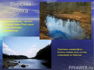 Верхняя Волга Верховья волги – на юге таежной зоны. Река здесь узкая, быстрая, п