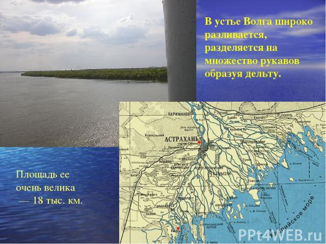 В устье Волга широко разливается, разделяется на множество рукавов образуя дельту. Площадь ее очень велика — 18 тыс. км.