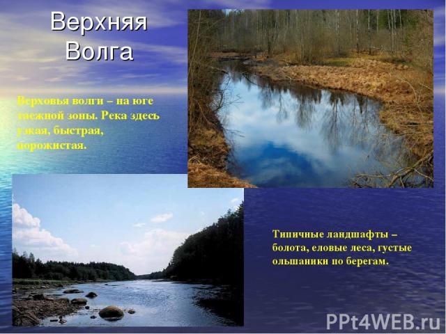 Верхняя Волга Верховья волги – на юге таежной зоны. Река здесь узкая, быстрая, порожистая. Типичные ландшафты – болота, еловые леса, густые ольшаники по берегам.