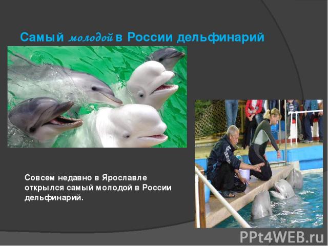Совсем недавно в Ярославле открылся самый молодой в России дельфинарий. Самый молодой в России дельфинарий