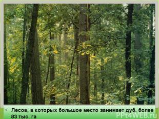 Лесов, в которых большое место занимает дуб, более 83 тыс. га