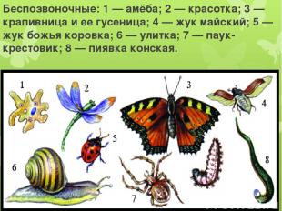 Беспозвоночные: 1 — амёба; 2 — красотка; 3 — крапивница и ее гусеница; 4 — жук м