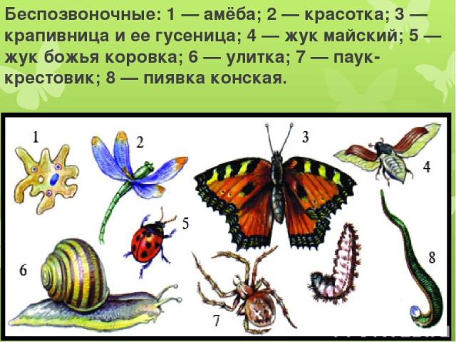 Беспозвоночные: 1 — амёба; 2 — красотка; 3 — крапивница и ее гусеница; 4 — жук майский; 5 — жук божья коровка; 6 — улитка; 7 — паук-крестовик; 8 — пиявка конская.