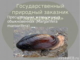 Государственный природный заказник «Гладышевский» Пресноводная жемчужница обыкно
