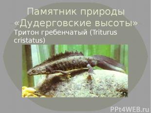 Памятник природы «Дудерговские высоты» Тритон гребенчатый (Triturus cristatus)