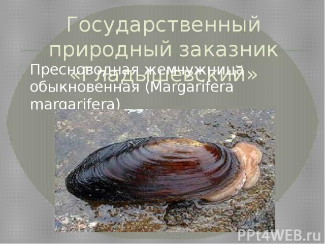 Государственный природный заказник «Гладышевский» Пресноводная жемчужница обыкновенная (Мargarifera margarifera)