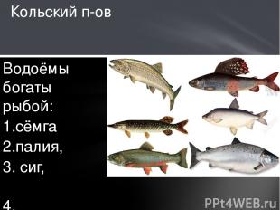 Кольский п-ов Водоёмы богаты рыбой:  1.сёмга  2.палия, 3. сиг,  4. форель,  5. х
