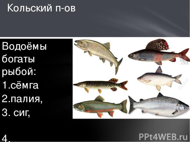 Кольский п-ов Водоёмы богаты рыбой:  1.сёмга  2.палия, 3. сиг,  4. форель,  5. хариус,  6. щука и др. 1 2 3 4 5 6