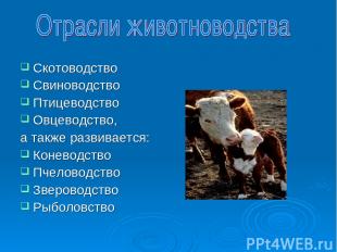 Скотоводство Свиноводство Птицеводство Овцеводство, а также развивается: Коневод