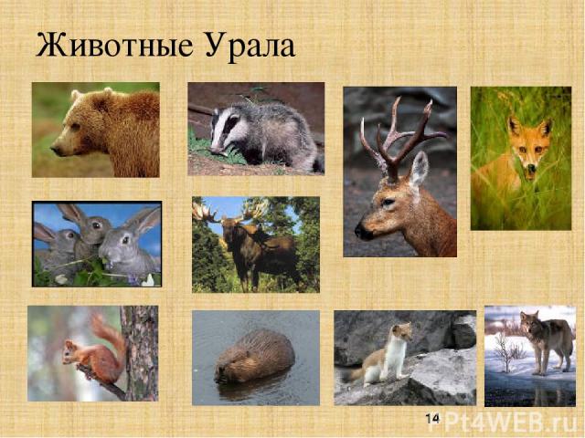 Животные Урала