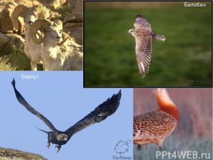 Животный мир области насчитывает 55 видов млекопитающихся, 180 видов птиц, 30 ви