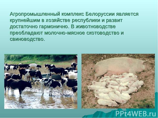 Агропромышленный комплекс Белоруссии является крупнейшим в хозяйстве республики и развит достаточно гармонично. В животноводстве преобладают молочно-мясное скотоводство и свиноводство.