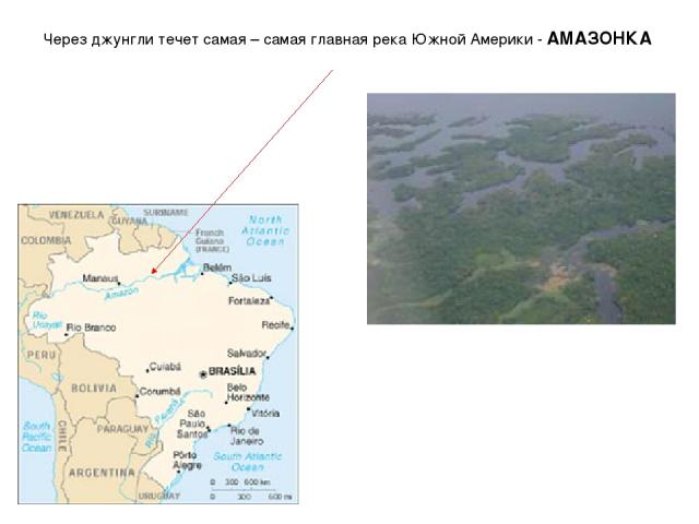 Через джунгли течет самая – самая главная река Южной Америки - АМАЗОНКА
