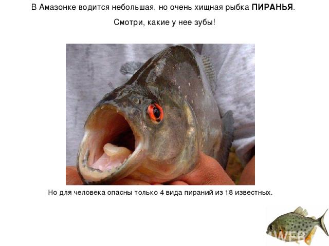 В Амазонке водится небольшая, но очень хищная рыбка ПИРАНЬЯ. Смотри, какие у нее зубы! Но для человека опасны только 4 вида пираний из 18 известных.