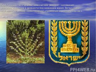 Герб Государства Израиль - семисвечник (менора) - напоминает растение, известное