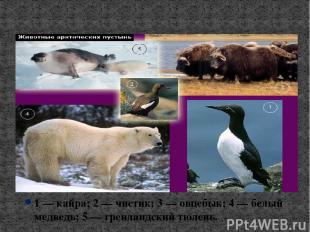 Животные арктических пустынь 1 — кайра; 2 — чистик; 3 — овцебык; 4 — белый медве