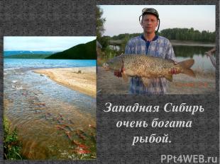 Западная Сибирь очень богата рыбой.